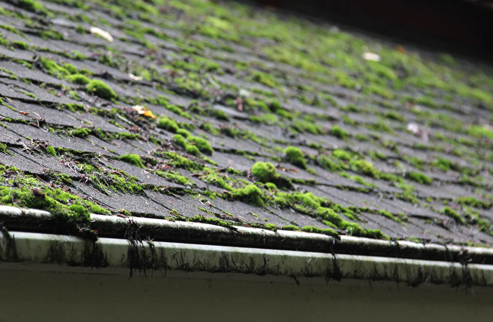 Moss Removal